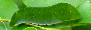 Larvae